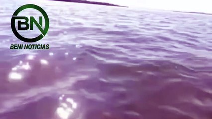 Insólito hallazgo en los ríos del Beni: surubí intentaba tragar a un pacú