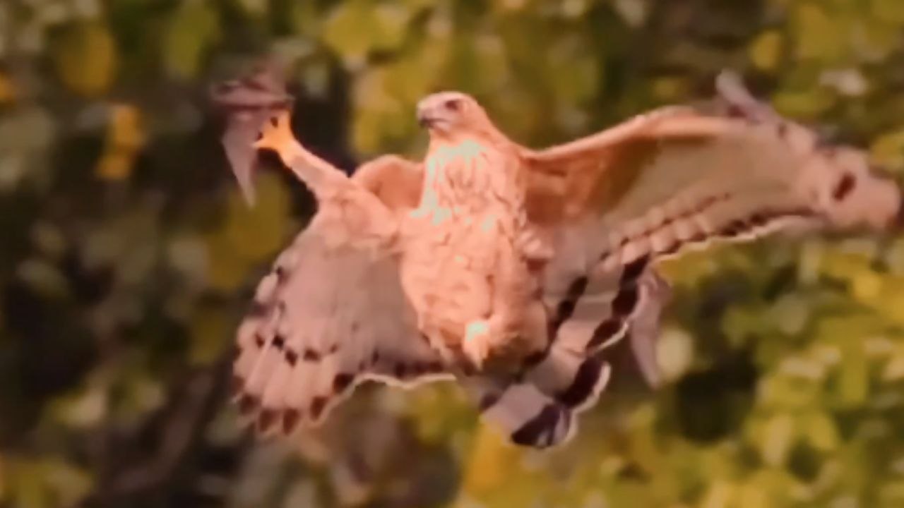 'This is so unbelievable!' - Hungry Eagle claws a bat right in the air