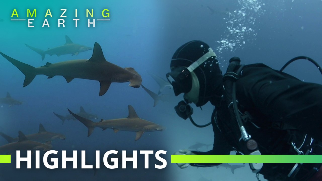 Amazing Earth: Jeru Cajapin’s daring shark diving experiences in Japan and Maldives!