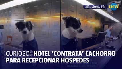 Hotel brasileiro contrata ‘cachorro anfitrião’ para hóspedes