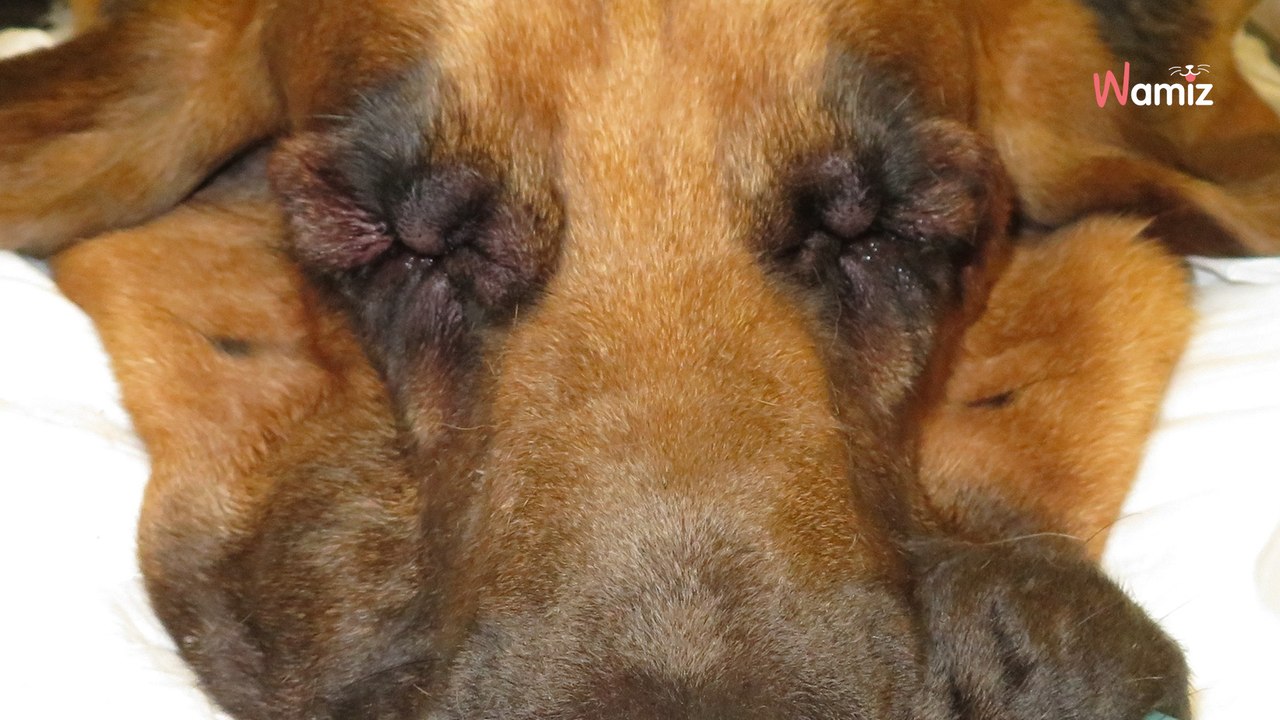 Aveuglé en raison de plis de peau, ce Saint-Hubert renaît grâce à une opération