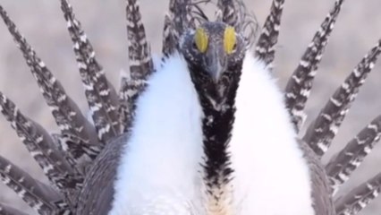 Majestic Sage-Grouse in action is no less than a jaw-dropping spectacle!