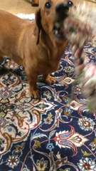 ダックスフント Un teckel