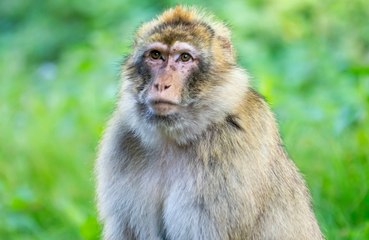 Police are hunting for 43 monkeys who have escaped from a research facility in South Carolina