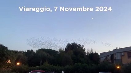 Viareggio, spettacolare "coreografia" degli storni sopra le case