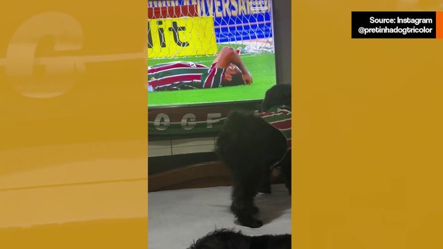 Hulvaton video: pieni koira on intohimoinen Fluminensen kannattaja