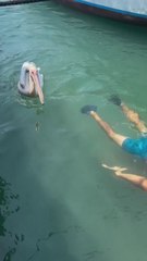 La curiosa amistad entre un hombre y un pelícano