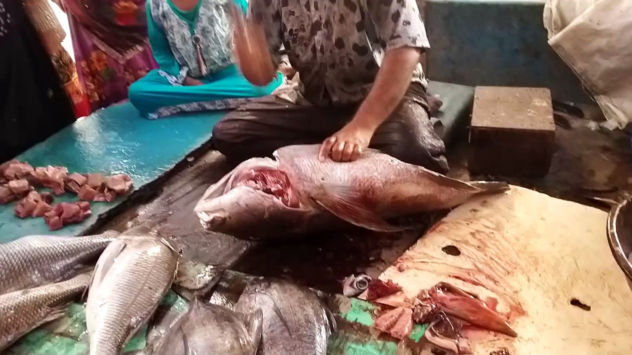 reef cod (Brownspotted grouper) fish cutting - SMN Fish Cutting