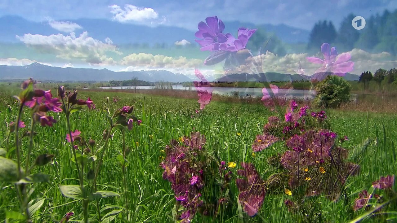 Sturm der Liebe 4317 folge