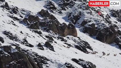 Munzur Dağlarında Yaban Keçileri Göç Yoluna Çıktı