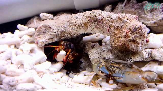 Thế Giới Động Vật - Những Loài Côn Trùng, Giáp Xác Mạnh Mẽ & Kỳ Lạ Đến Kinh Ngạc