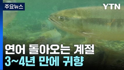 "반갑다, 연어야"...2만㎞ 대장정 끝에 돌아온 고향 / YTN