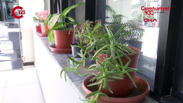 Ofis ortamındaki canlı bitkilerin, stres ve kaygı seviyesini düşürdüğü tespit edildi
