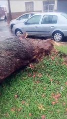 Árvore de grande porte cai sobre carro na rua Larga