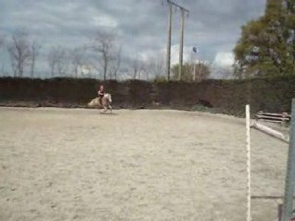 Octa oxer 2 1,15 m