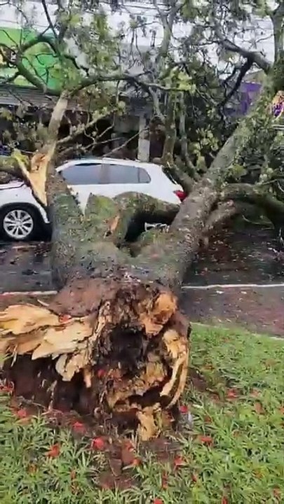 Árvore de grande porte cai sobre carro na rua Larga