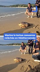 Une tortue caouanne blessée retourne en mer après avoir été soignée dans le Var