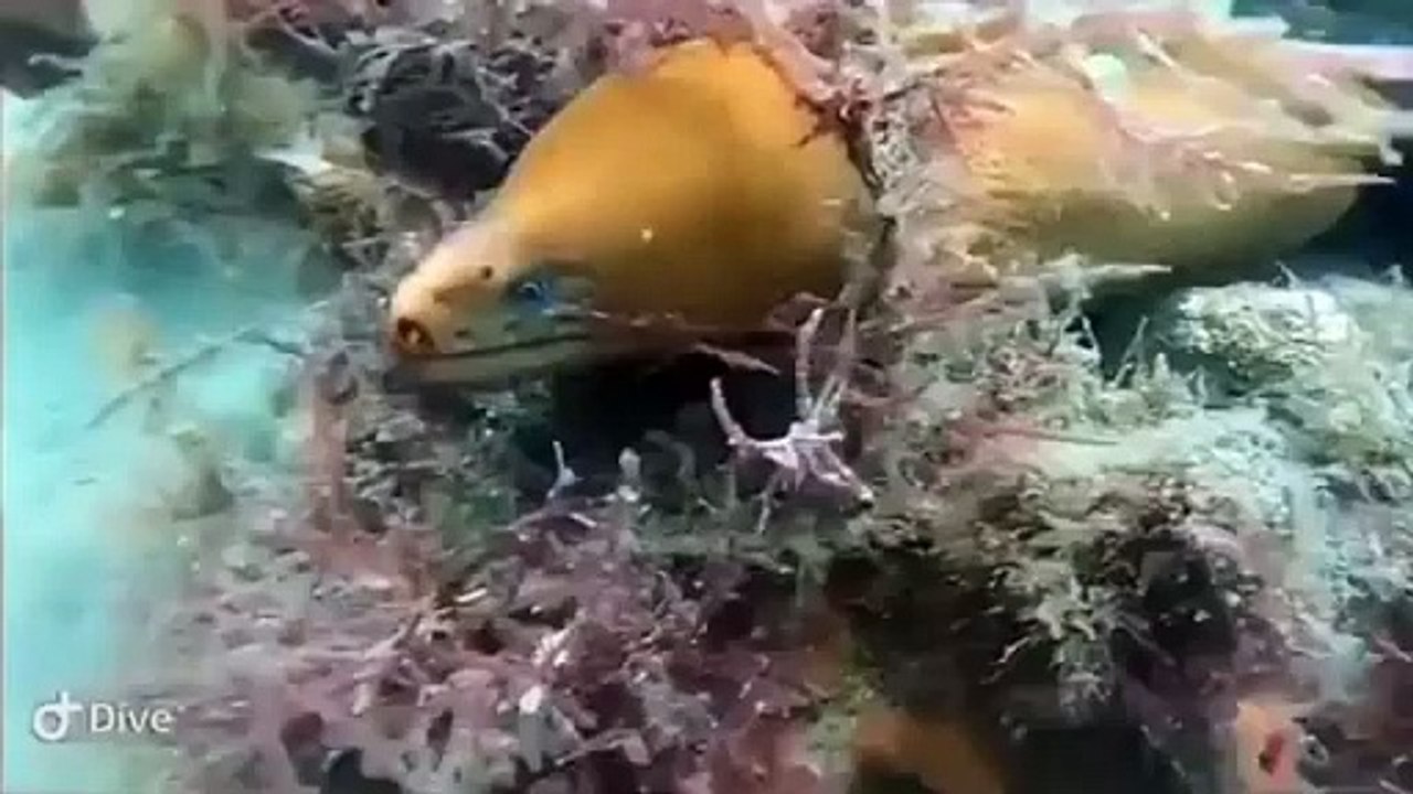 Eel vs octopus