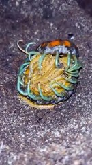 Mint Leg Centipede Cleaning  Caring For Her Babies