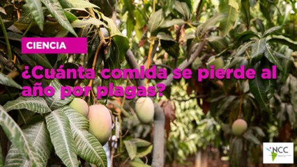 ¿Cuánta comida se pierde al año por plagas?