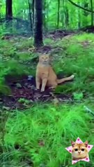 Funny Animal Videos - Angry cats videos - Funny Animals