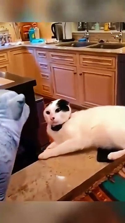 Funny Animal Videos - Funniest Kittens - Cats And Dogs Videos 2025