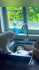 Funny Animal Videos - Cute Kittens - Funny Animal Videos