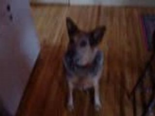 Dog Talking - Wow Can You Believe It?