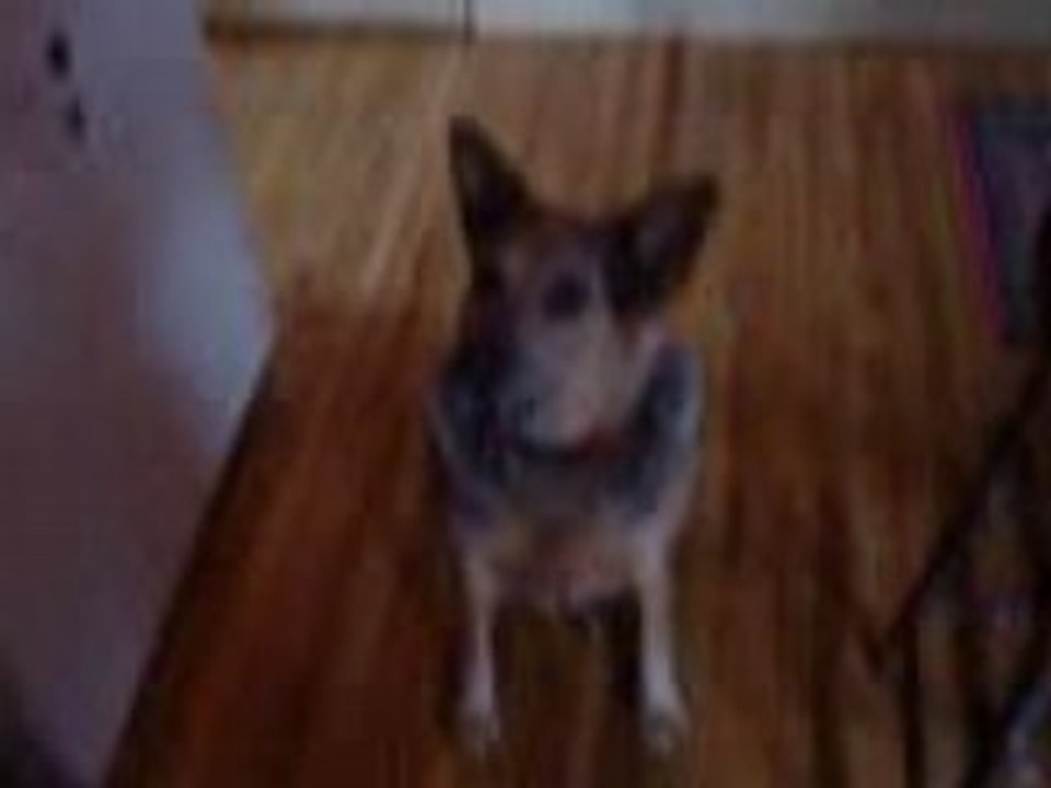 Dog Talking - Wow Can You Believe It?