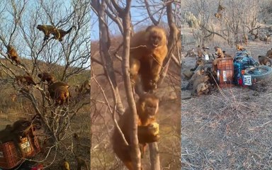 Sertanejo faz força-tarefa para alimentar macacos-prego afetados pela seca, em Vista Serrana