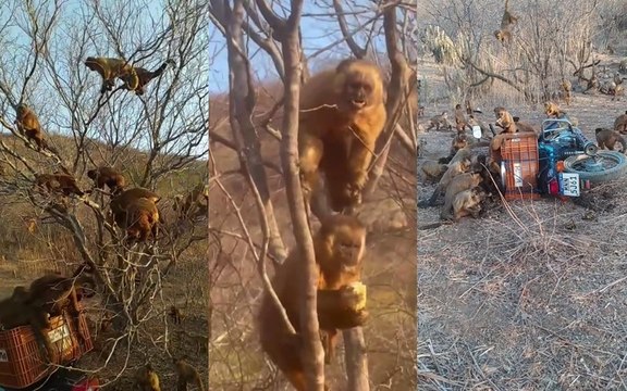Sertanejo faz força-tarefa para alimentar macacos-prego afetados pela seca, em Vista Serrana