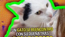 un gato se reencontró con su dueña tras  desaparecer en la dana