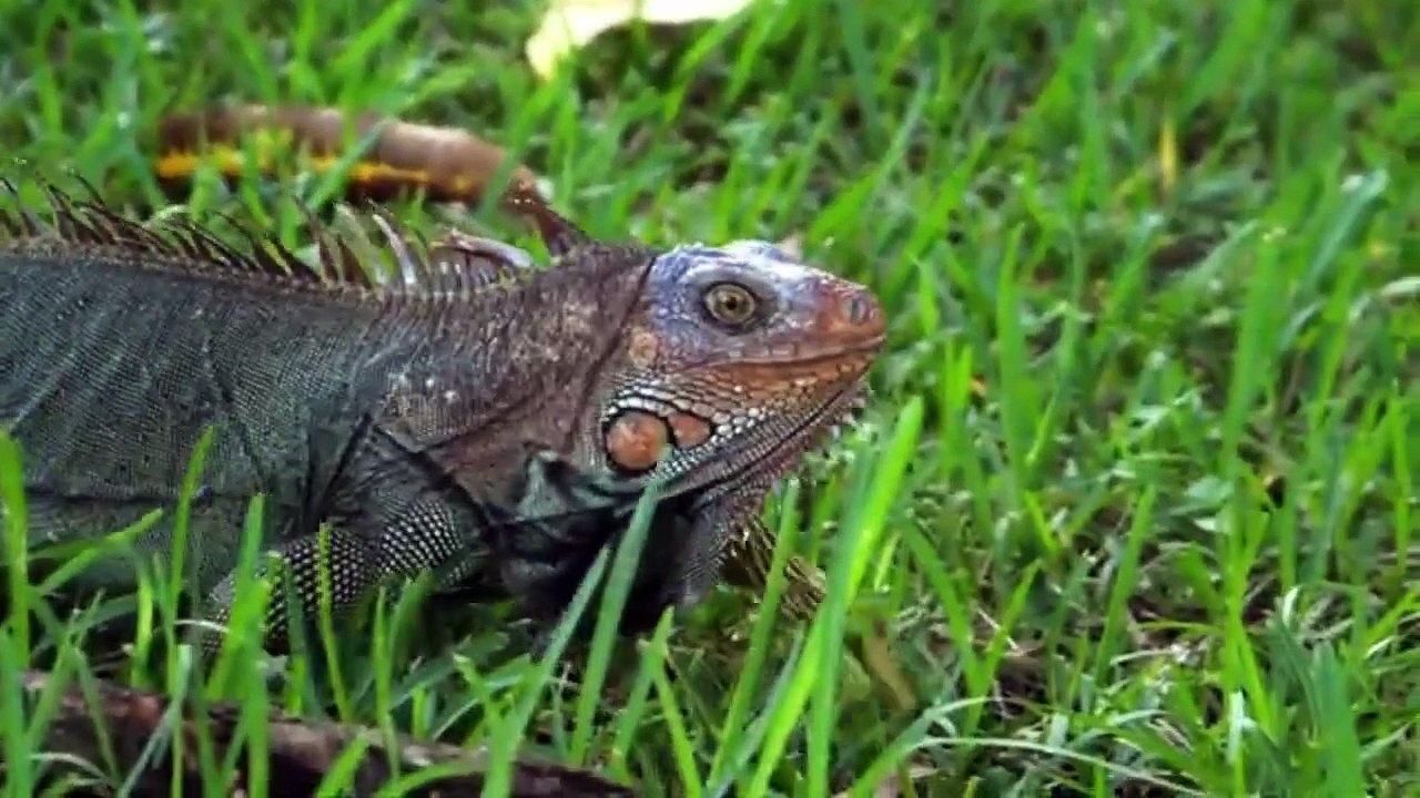 AMAZING ANIMAL MOMENTS
