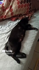 la gata bombay durmiendo bien agusto en la cama descansando de sus gatitos que ya estan creciendo