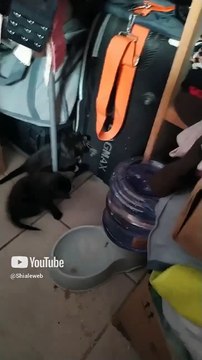 Ya estan jugando los gatitos hijos de la gata bombay #shorts #animales #mascotas #felino #amor #pet