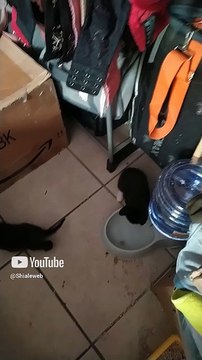 ya estan creciedno los gatitos chiquitos bien bonitos #shorts #animales #felino #mascota #amor #pet