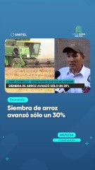 Siembra de arroz avanzó sólo un 30%
