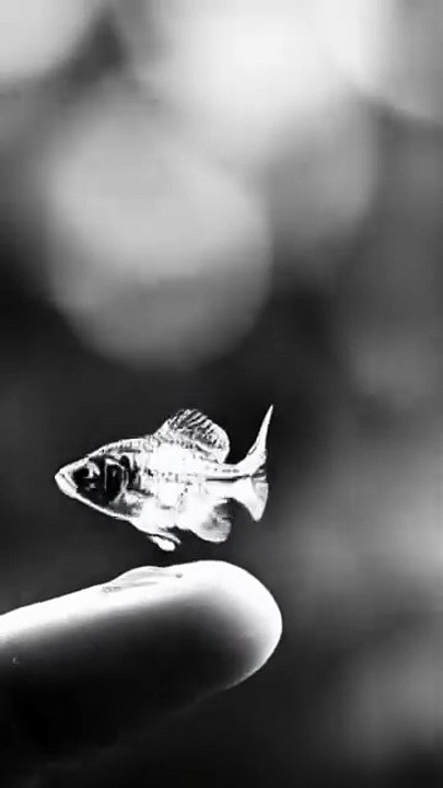 Tiny Fish Hovering!!!...