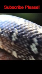 Most dangerous snakes | World Of Facts