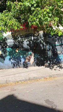 Street Art in Santiago, Chile 🎨🇨🇱