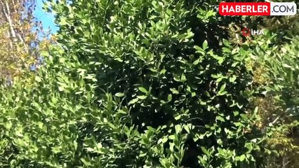 Osmaniye'de Defne Yaprağı Hasadı Başladı