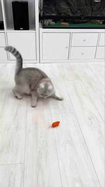 Get ready to laugh with this funny cat video! Watch as this playful feline gets into all sorts of mischief, from clumsy fails to hilarious antics. It's a perfect dose of feline humor that will leave you smiling. Don't miss the fun!