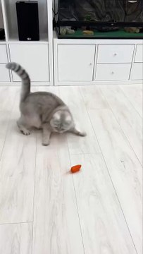 Get ready to laugh with this funny cat video! Watch as this playful feline gets into all sorts of mischief, from clumsy fails to hilarious antics. It's a perfect dose of feline humor that will leave you smiling. Don't miss the fun!