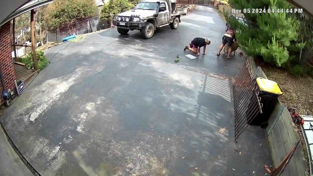 Duo Falls Down While Trying to Catch Escaping Sheep