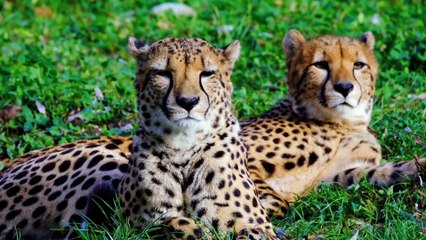 Understanding Happiness 🌟