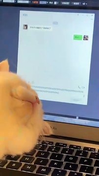 “cutecats” #funny #funnyvideo #funnyanimals #funnyshorts #cat #cutecat #funnycats