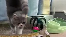 “cutecats” #funny #funnyvideo #funnyanimals #funnyshorts #cat #cutecat #funnycats