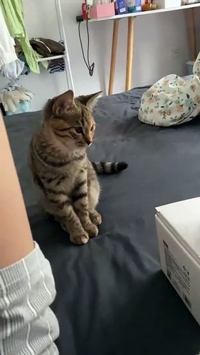 “cutecats” #funny #funnyvideo #funnyanimals #funnyshorts #cat #cutecat #funnycats