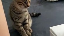 “cutecats” #funny #funnyvideo #funnyanimals #funnyshorts #cat #cutecat #funnycats