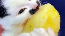 “cutecats” #funny #funnyvideo #funnyanimals #funnyshorts #cat #cutecat #funnycats